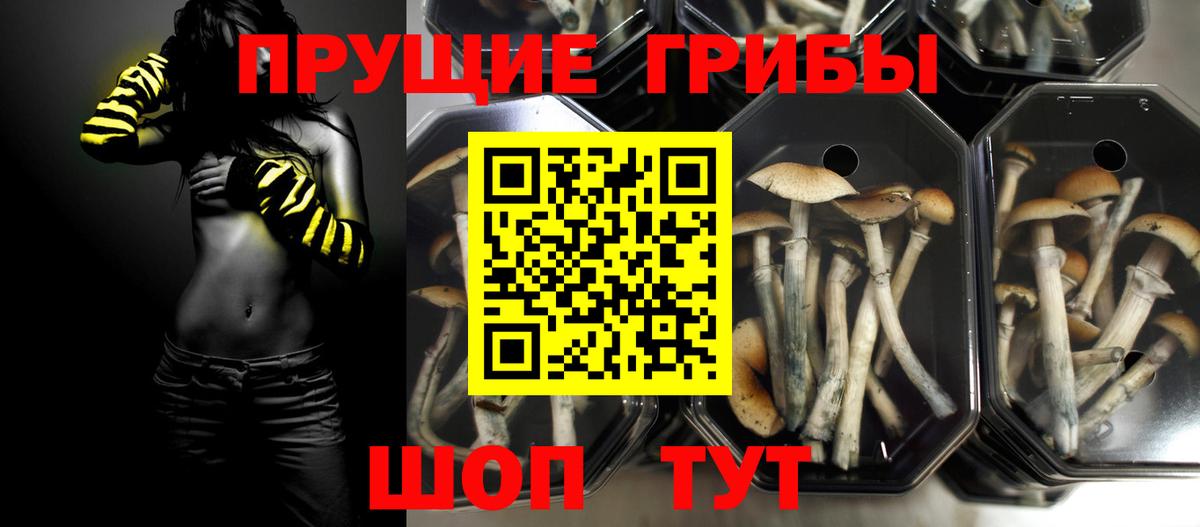 Псилоцибиновые грибы мицелий  Вход с VPN  Дивногорск 